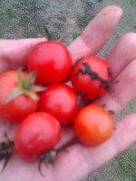 20100215Farm Visit42.jpg